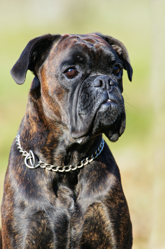 Der beste Freund von Champ