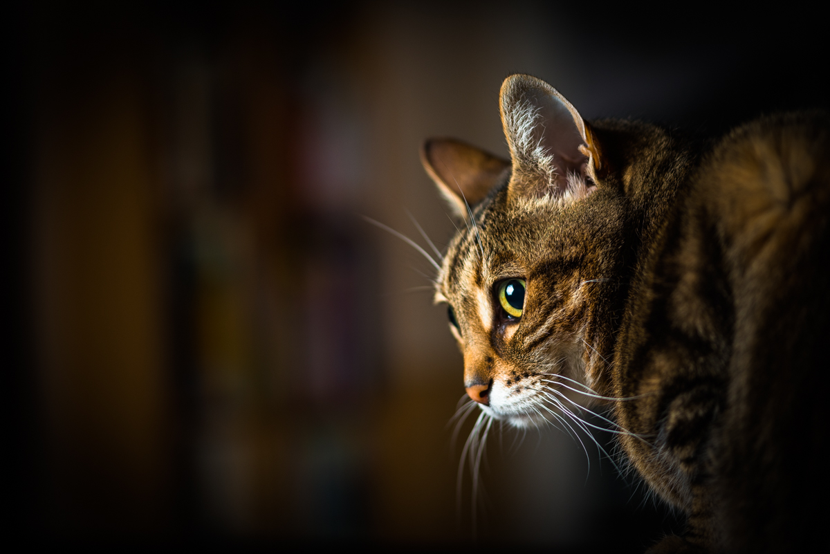 Der Blick