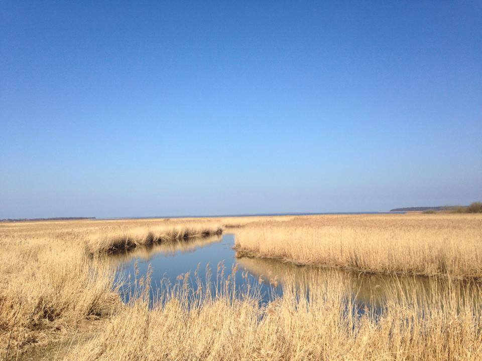 der Bodden und sein Schilfmeer