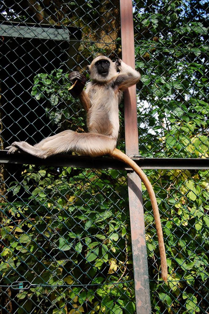 der colle Affe
