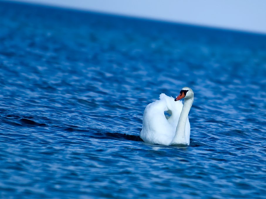 Der Einsame Schwan #2 + Horizont