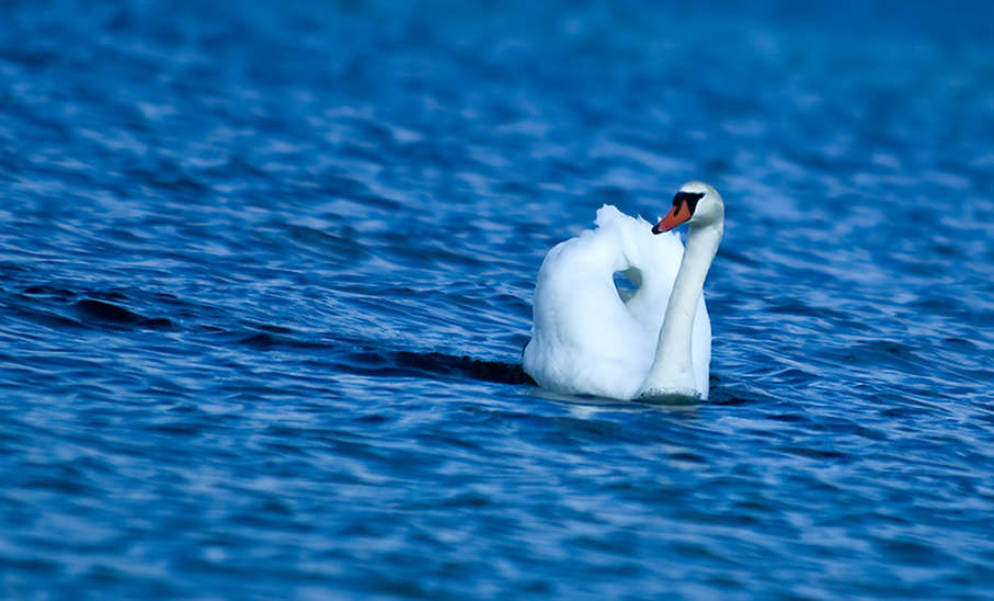 Der Einsame Schwan #2