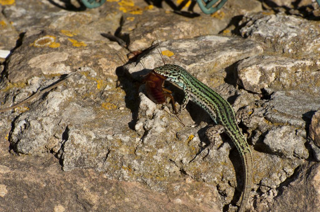 Der Frühe Vogel fängt den Wurm die Eidechse die Kakalake 2012