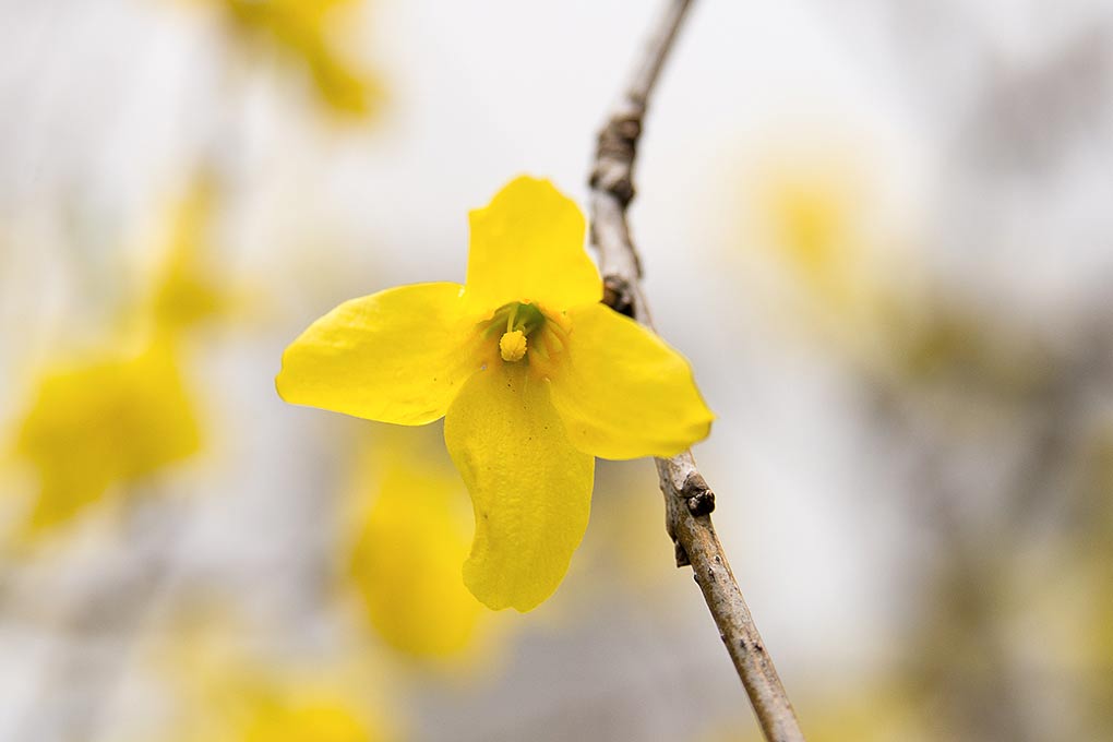 Der Frühling ist da!