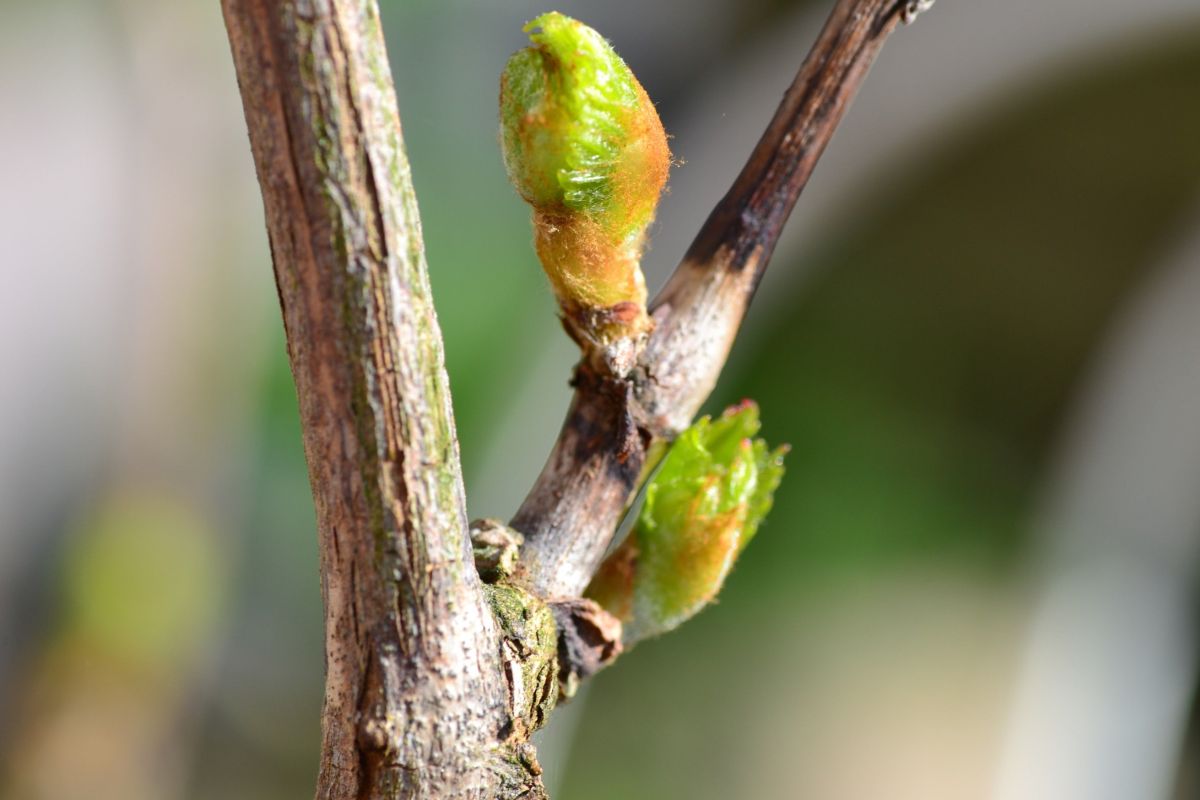 Der Frühling kommt mit Macht1
