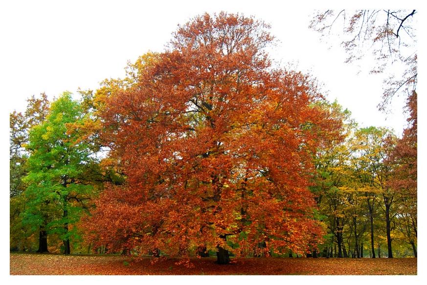 "Der Herbst"

Aufgenommen im Schloßpark Berlin - Charlottenburg