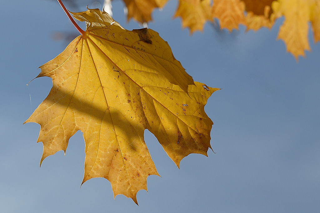 Der Herbst kommt....