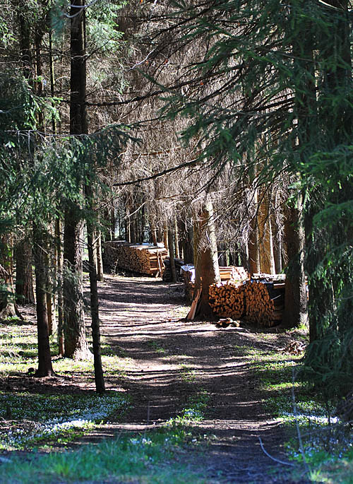 Der Holzweg