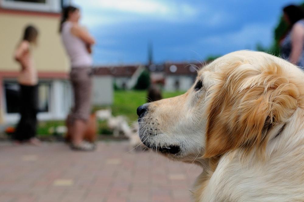 Der Hund passt auf