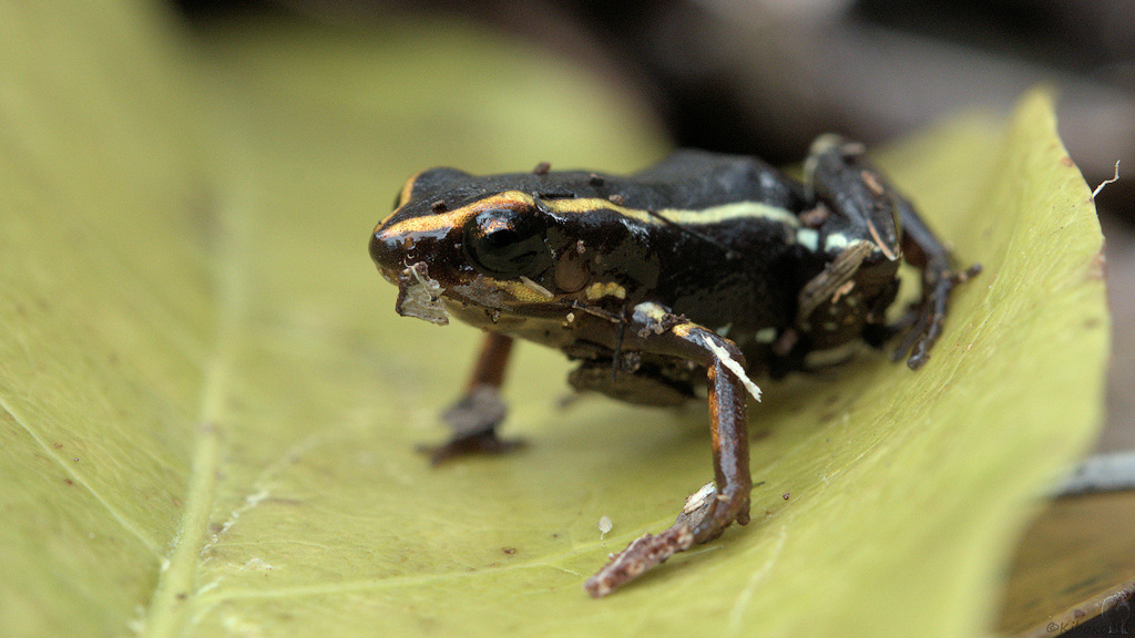 Der kleinste Frosch der Welt
mit einer Länge von ca. 8 mm
9450a