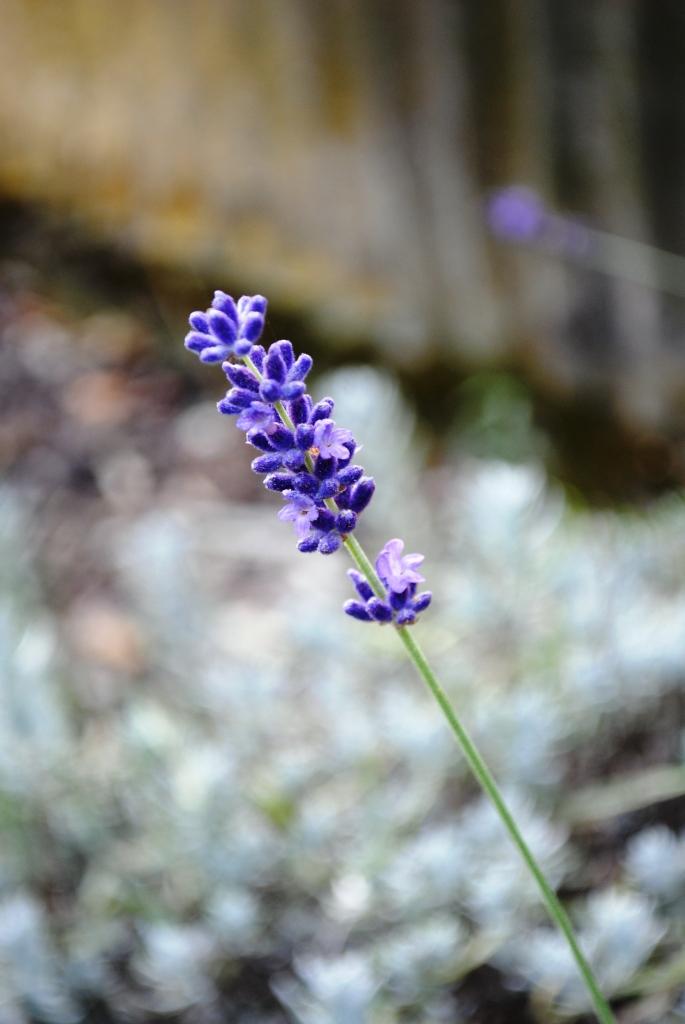 Der letzte Lavendel