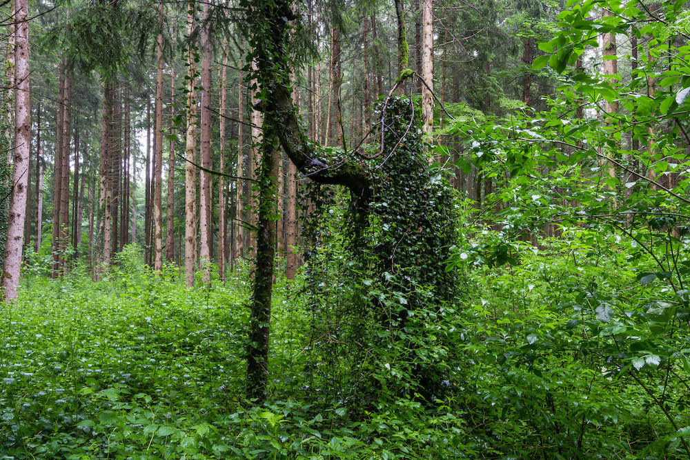 Der Pflanzenmann