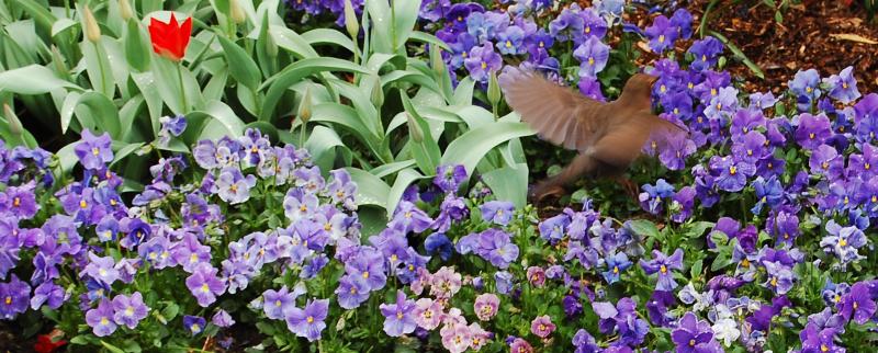 Der Piepmatz in den Blumen
