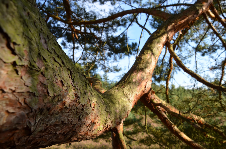 Der "Lieblings"-baum
