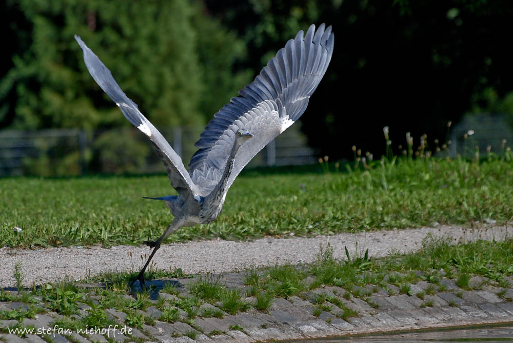 Der Reiher stand wunderbar am Rand des Teiches, und es war nur eine Frage der Zeit, bis Passanten ihn dort verscheuchten.

D80, Sigma 70-300mm @ 220mm