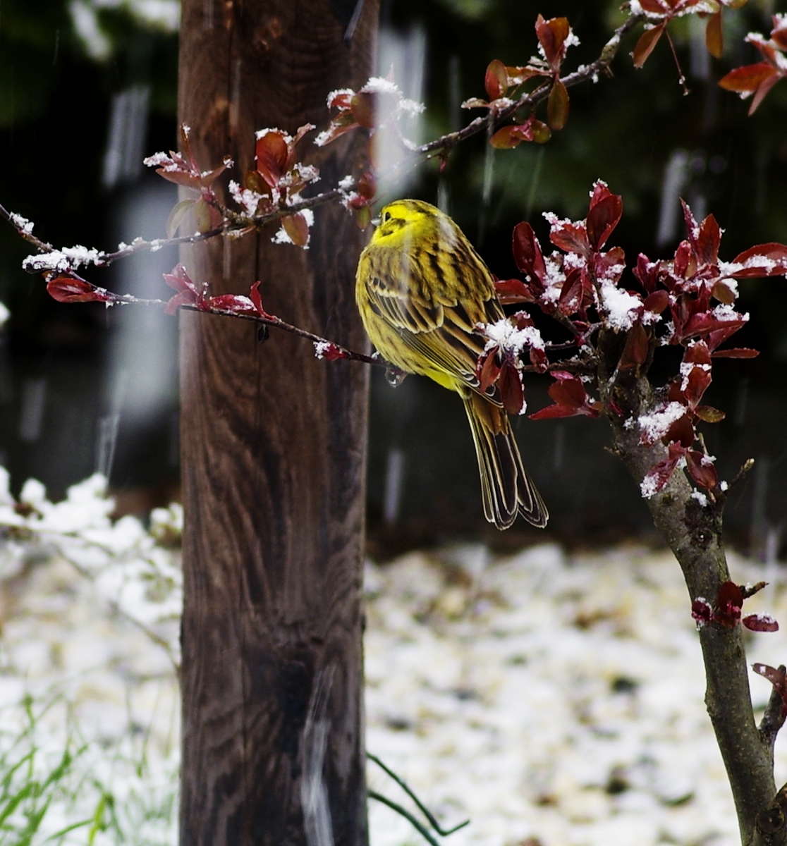 Der Schneefall war bestimmt auch ein Schock für die Vogelwelt heute..jpg