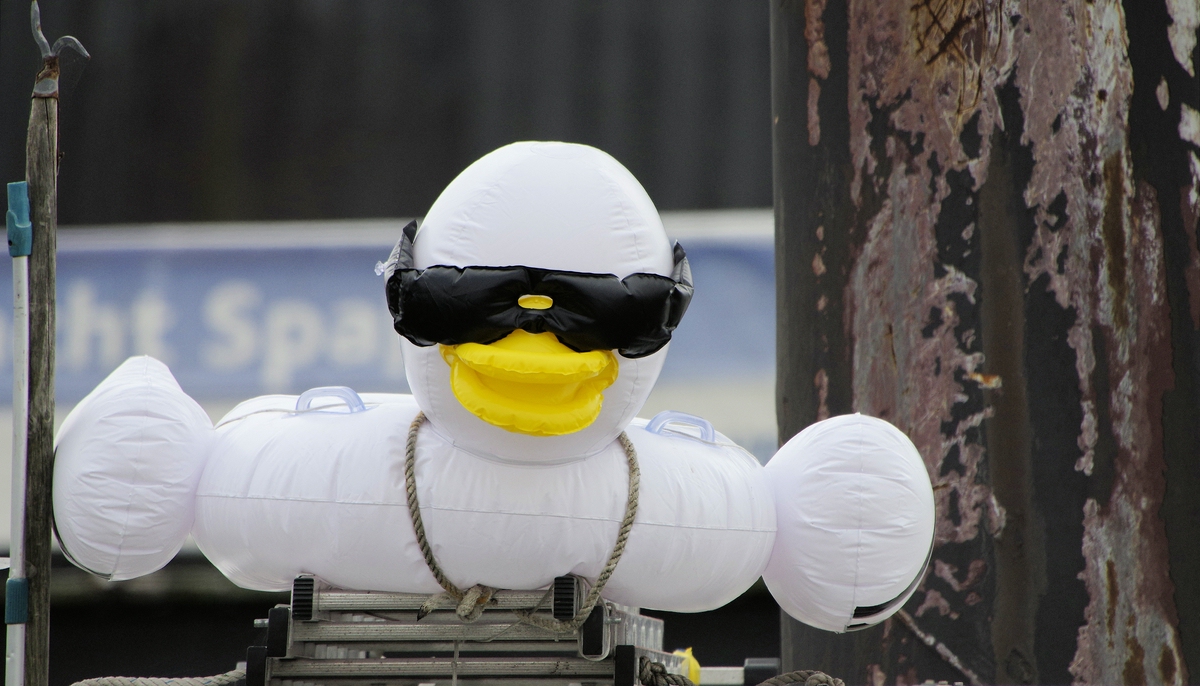 Der schrägste Vogel in bzw. von Cuxhaven.jpg