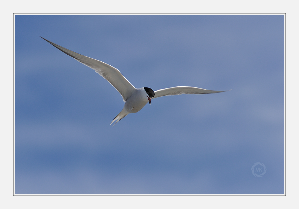 der Segelflieger - Seeschwalbe