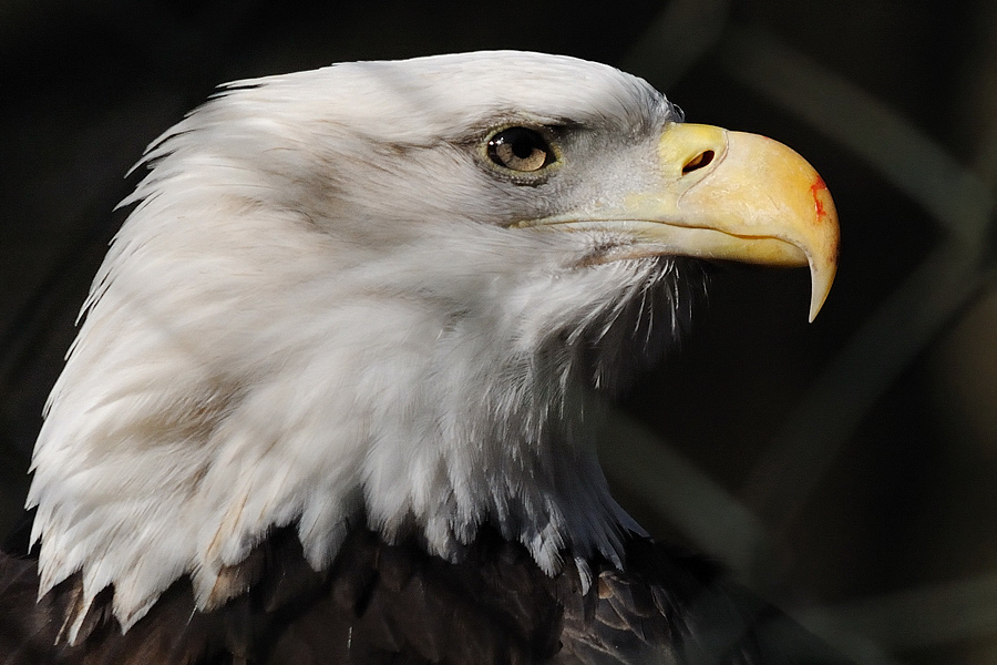 Der Sinnende
Weißkopfseeadler