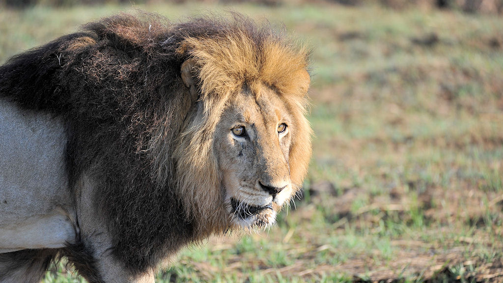 Der Sohn von Big John
Der König der Busanga Plains
4262