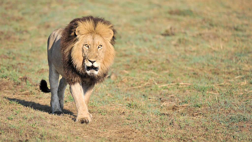 Der Sohn von Big John
Der König der Busanga Plains
4273