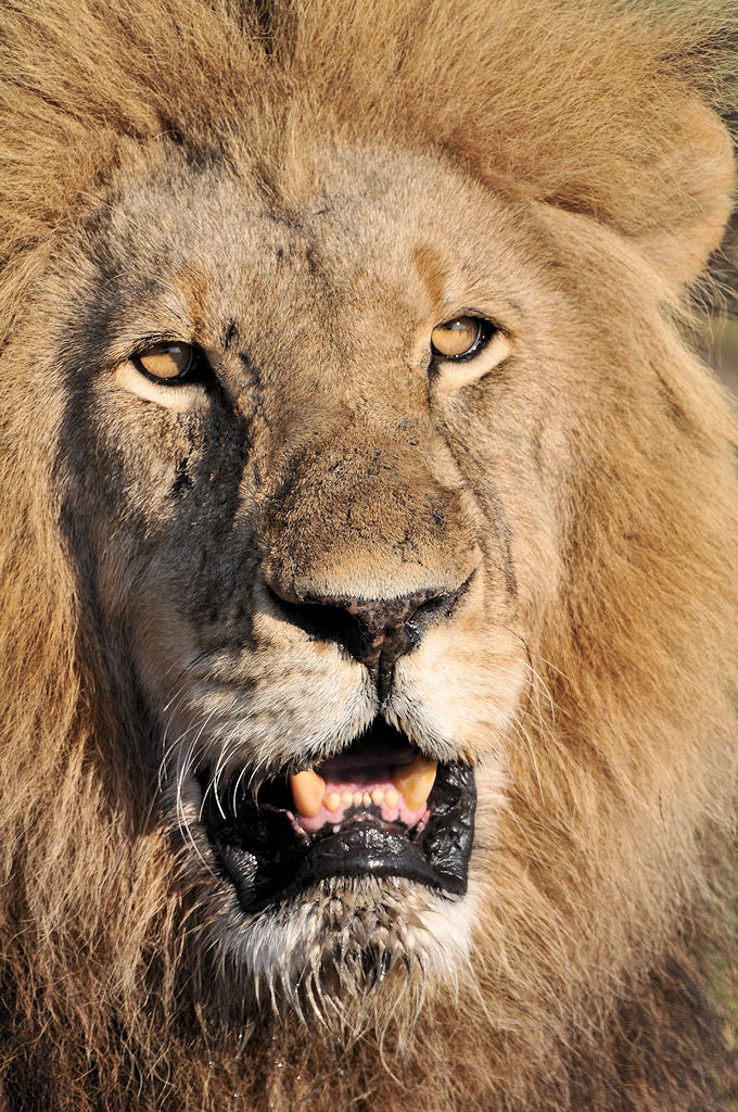 Der Sohn von Big John.
Kafue Nationalpark
6491