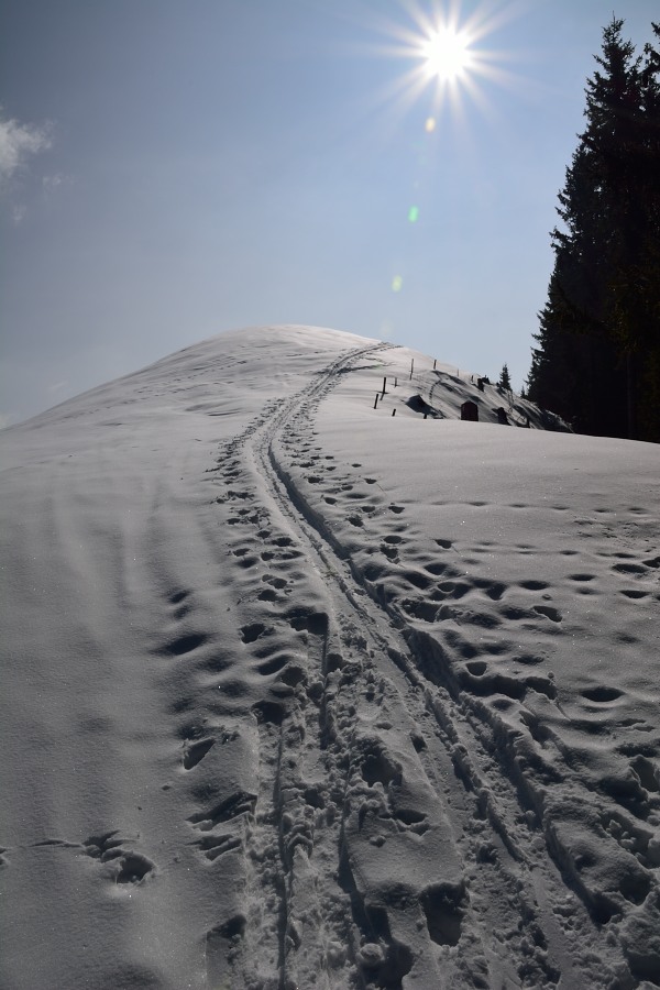 der Sonne entgegen