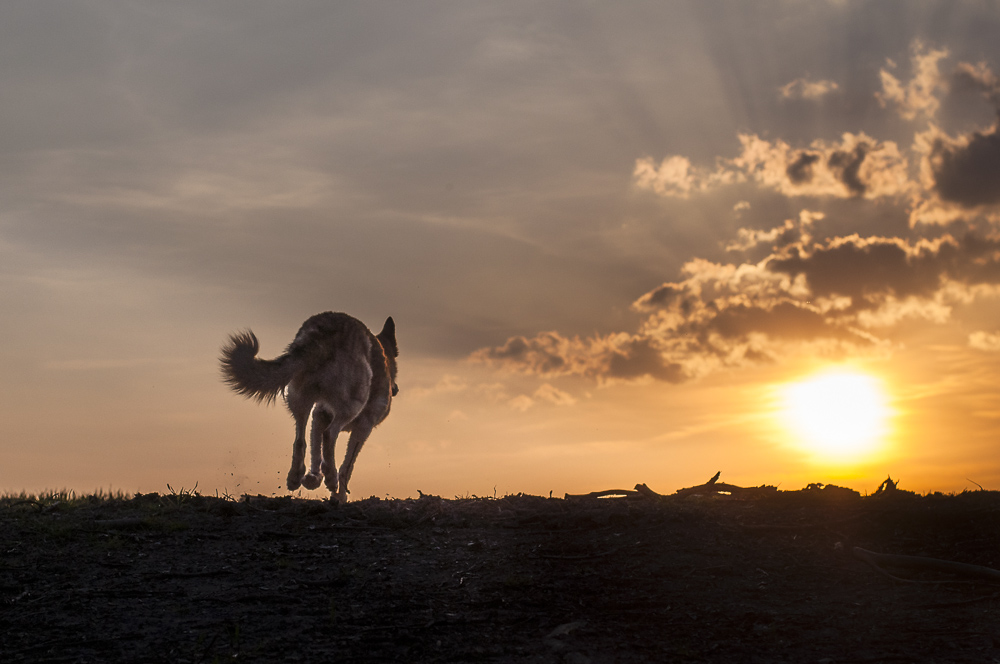der sonne entgegen
