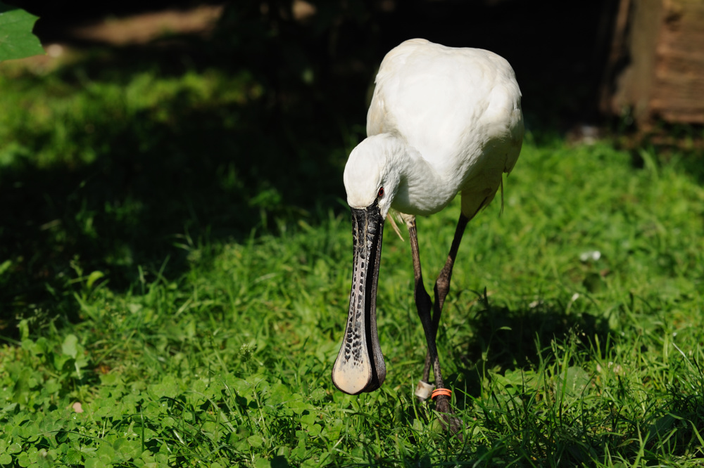 Der Sucher
Löffler - Tiergarten Nürnberg