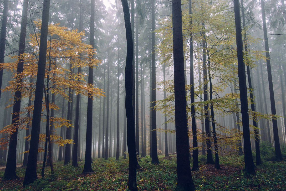 Der Taunus im Herbst