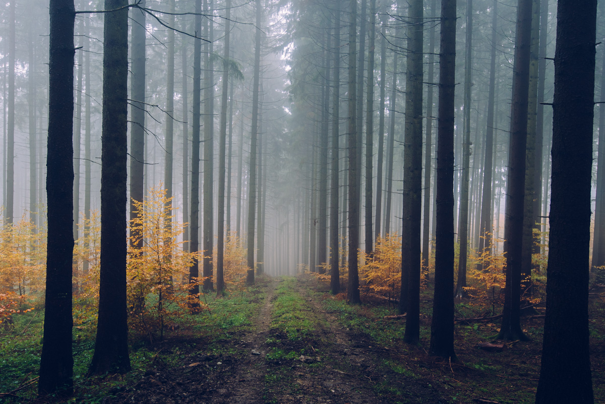 Der Taunus im Herbst