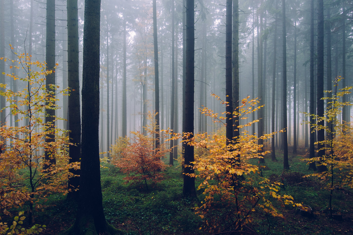 Der Taunus im Herbst