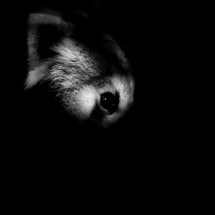 Der Verborgene
(Kleiner Pandabär, Tiergarten Nürnberg)