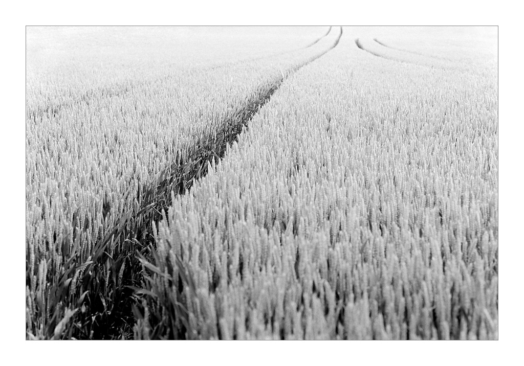 der weg 2