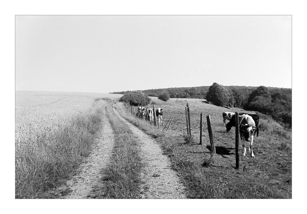 der weg 5
