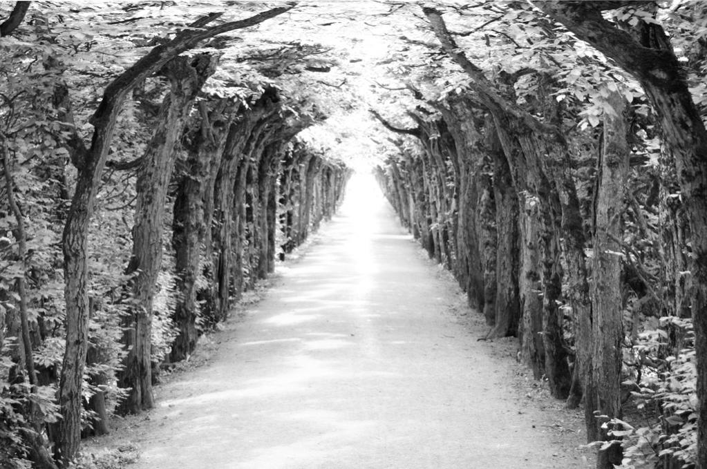 Der Weg ins Licht