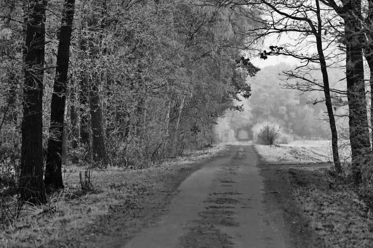 Der Weg ins Moor BW 2.jpg