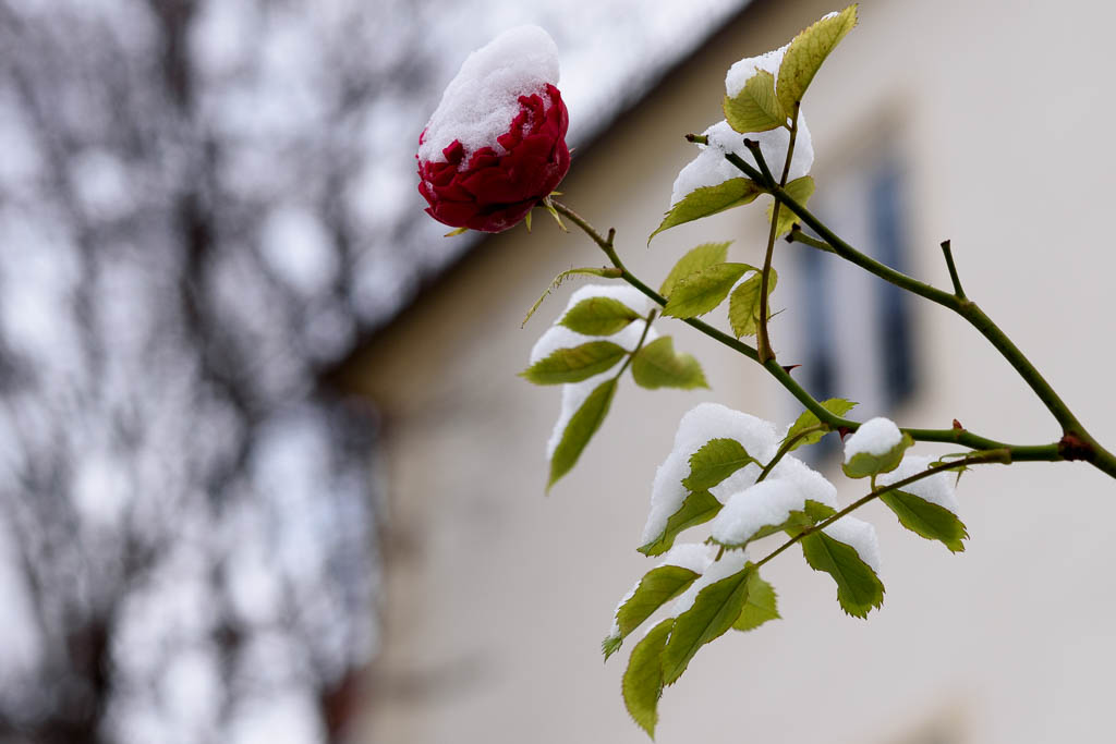 Der Winter der ein Frühling war