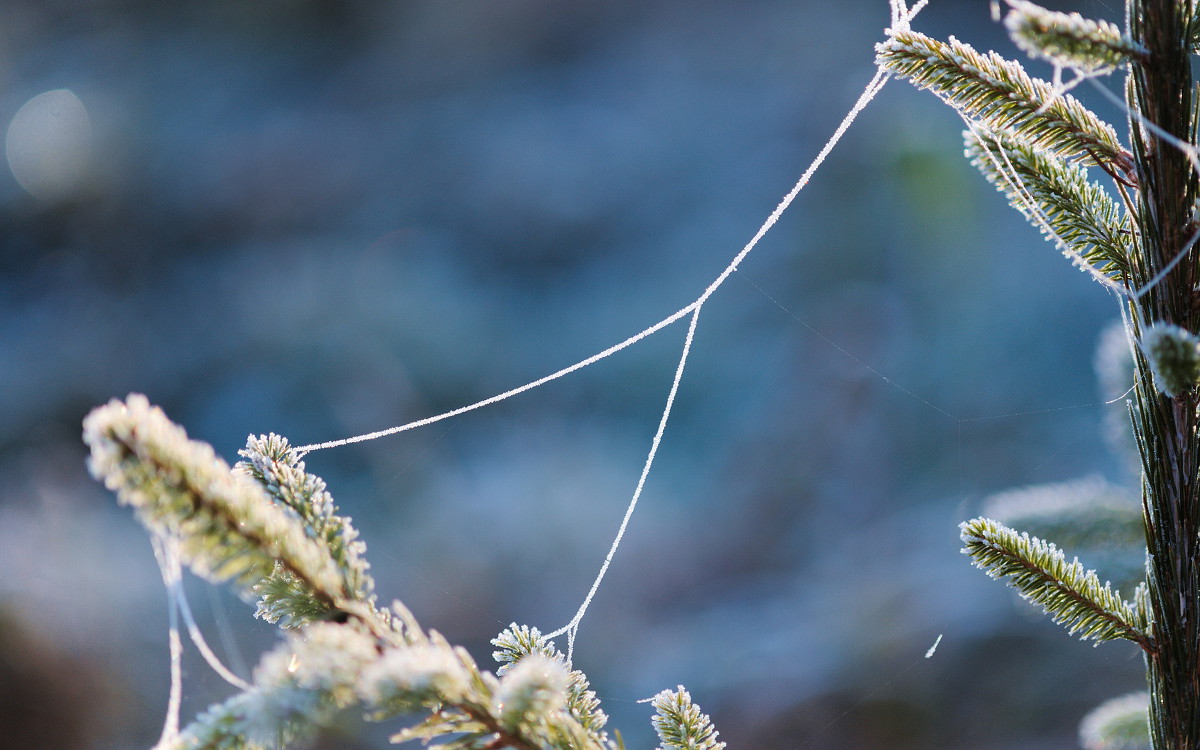 Der Winter ist noch nicht da, aber der Frost als Vorbote sorgt schon für eine schöne Stimmung.