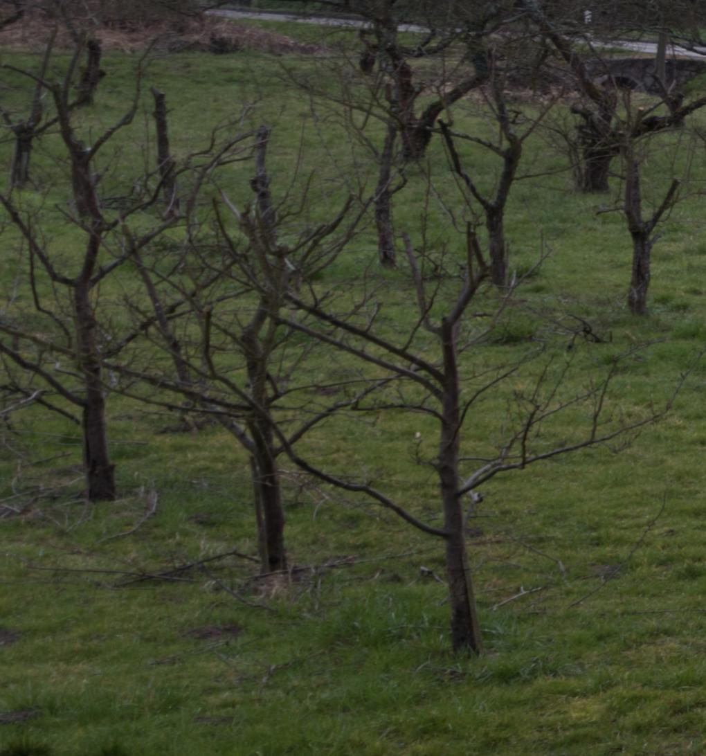 Detail fokus Baum