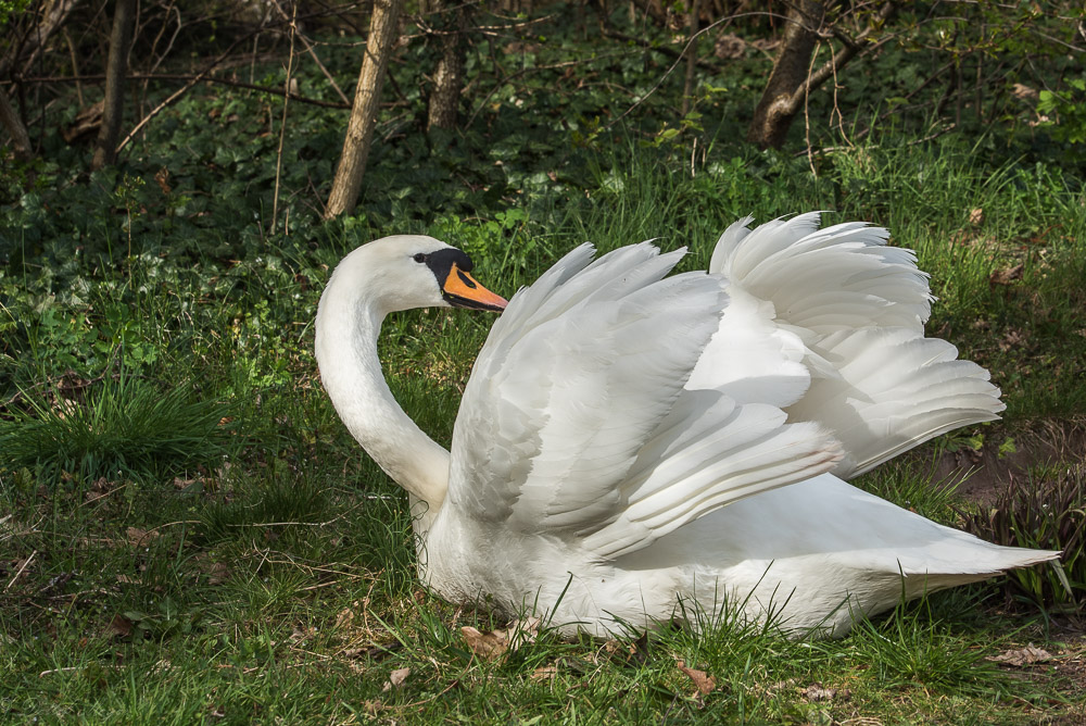 Detershagen Teich 16.04.15 135