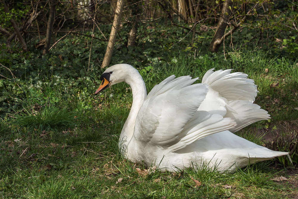 Detershagen Teich 16.04.15 143