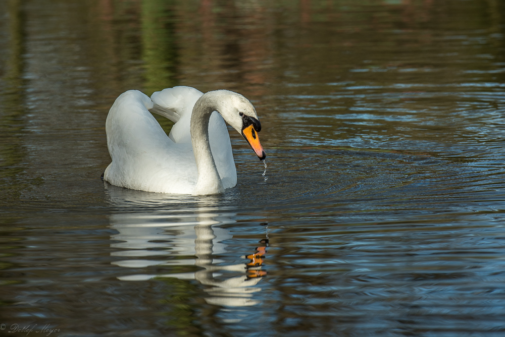 Detershagen Teich 16.04.15 159
