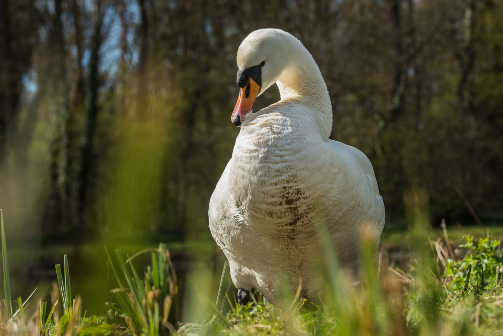 Detershagen Teich 16.04.15 228