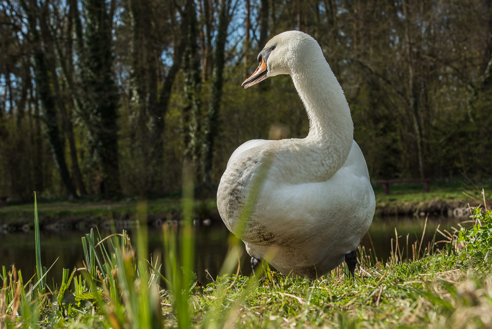 Detershagen Teich 16.04.15 234