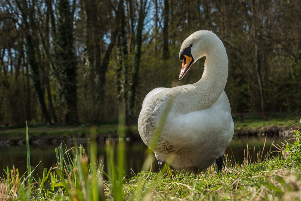 Detershagen Teich 16.04.15 237