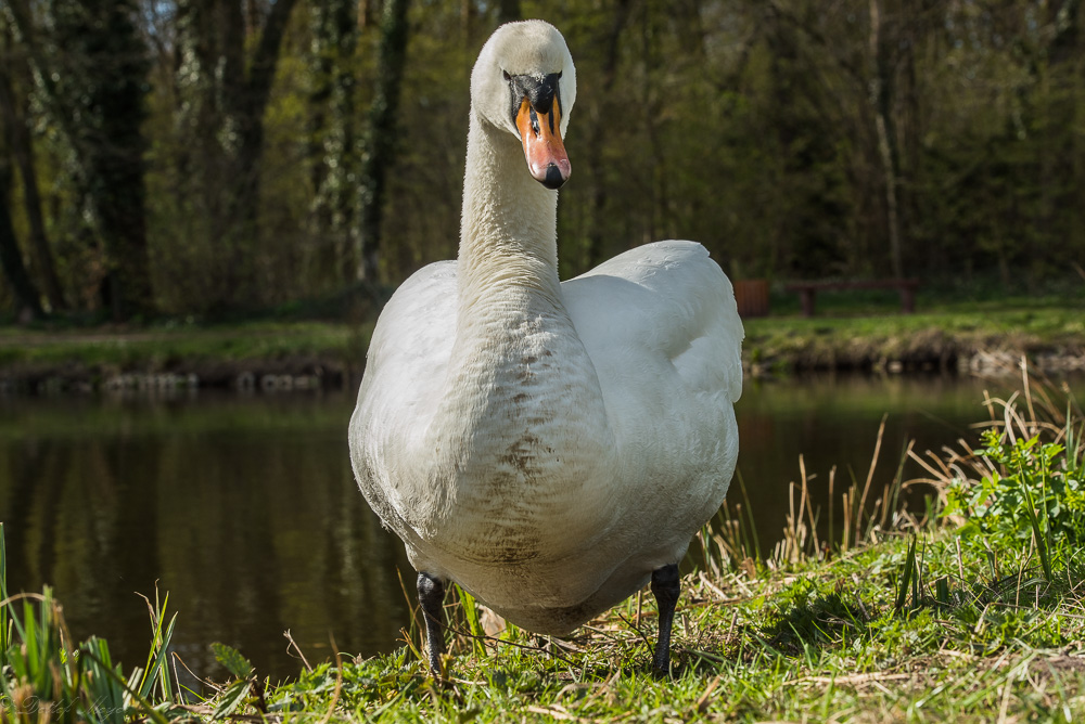 Detershagen Teich 16.04.15 242