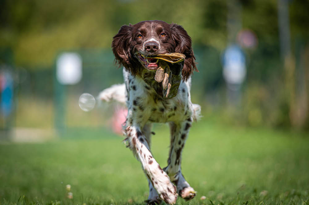 Deutsch Kurzhaar beim Laufen