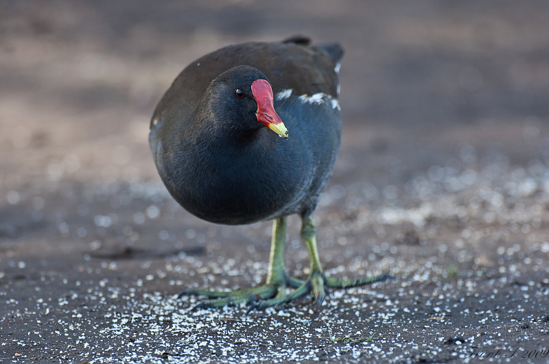 Deutschland Vogel1