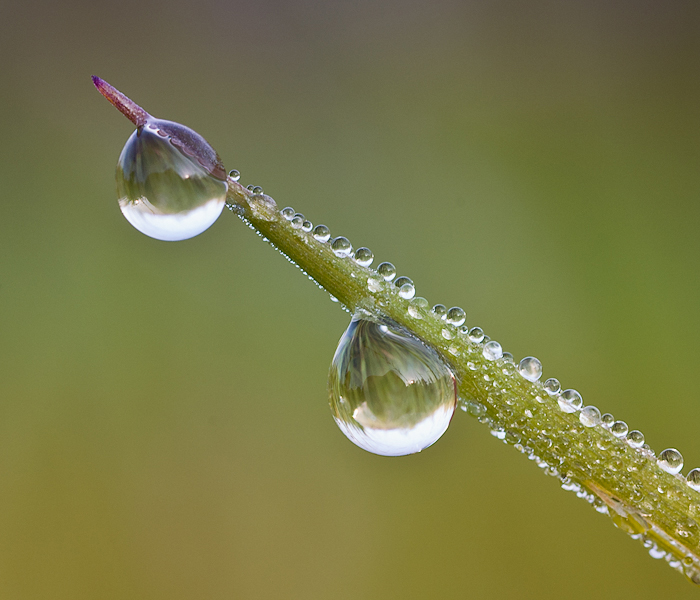 dewdrops